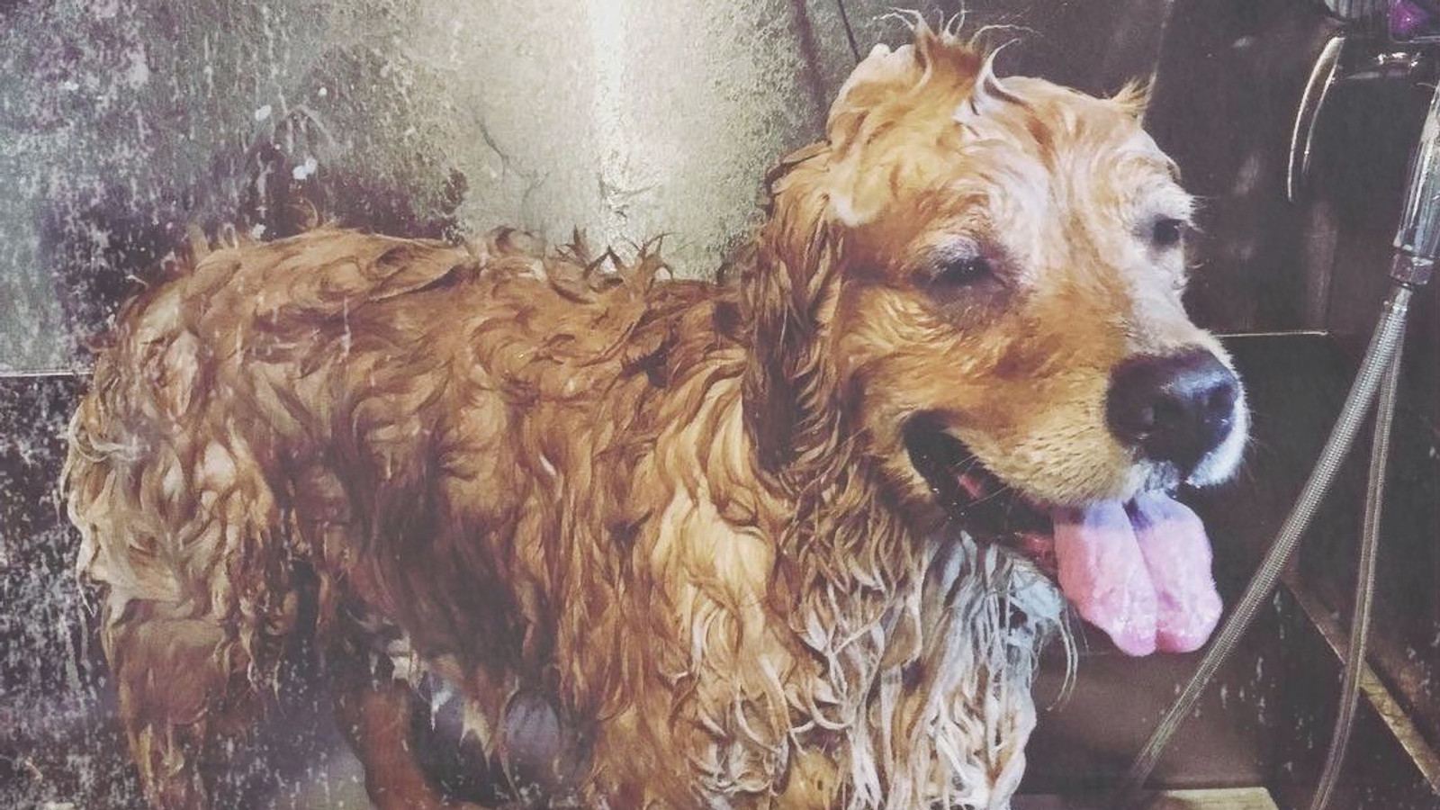 Grooming session at the salon
