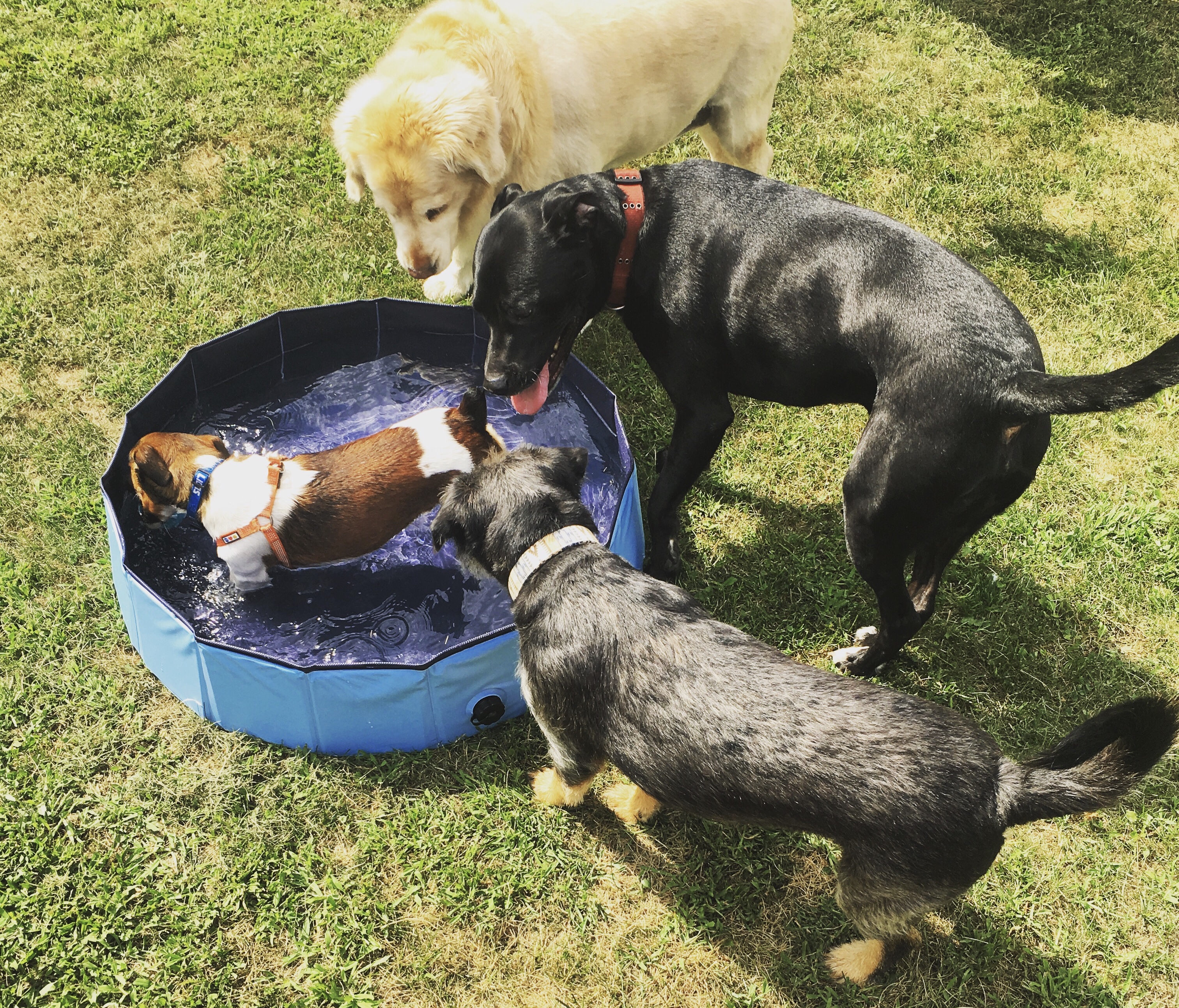 Dog after bath and brush