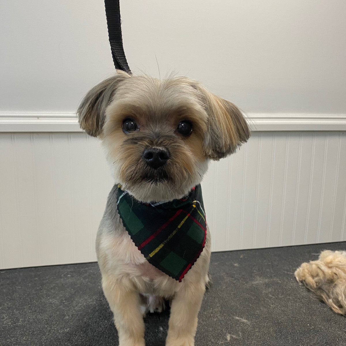 A freshly-groomed pup at Handsome Jack's Pet Club