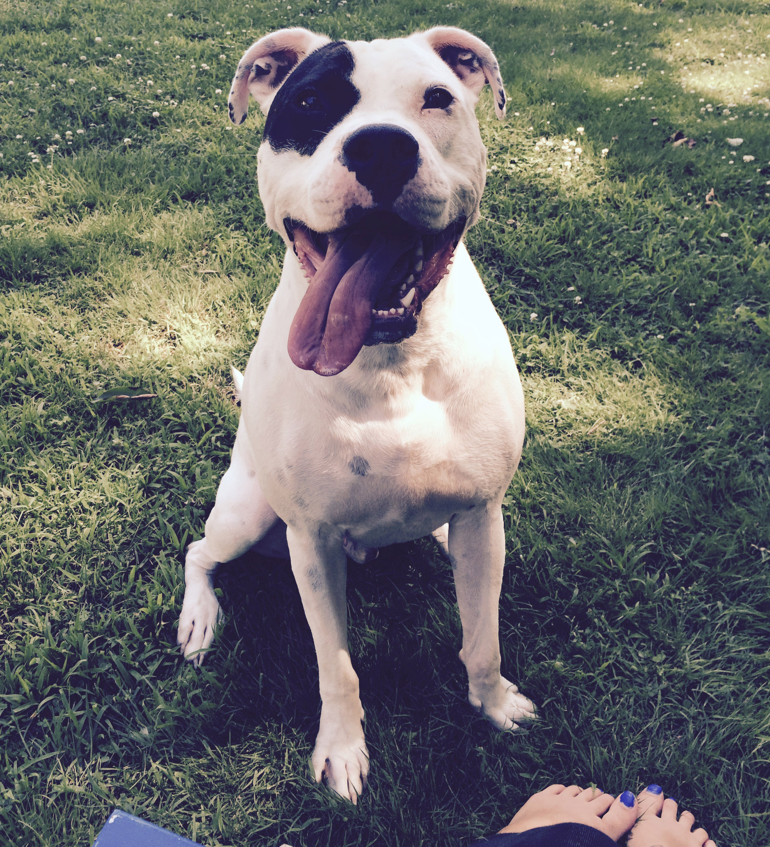Portrait of a groomed dog